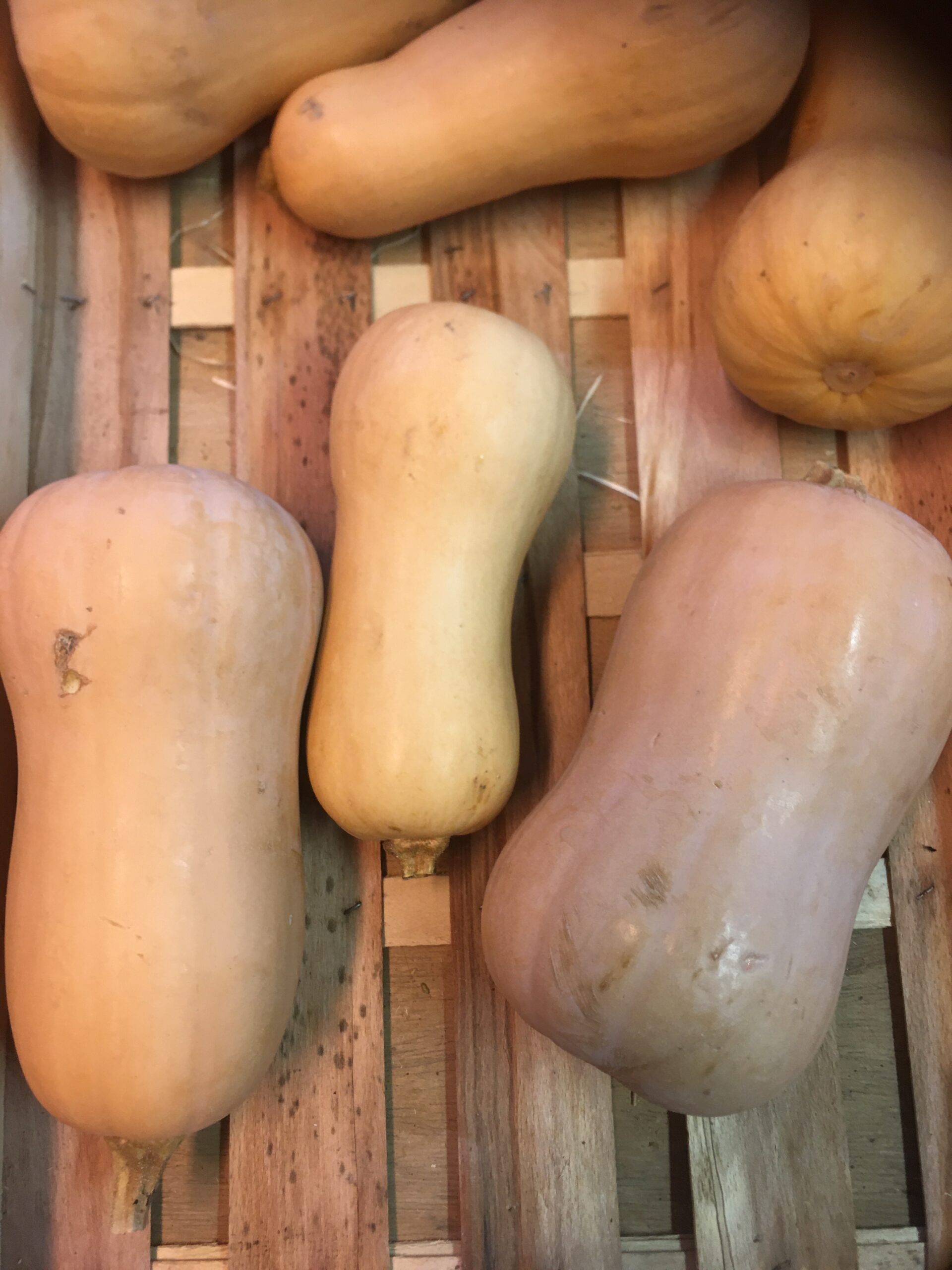 Courge butternut